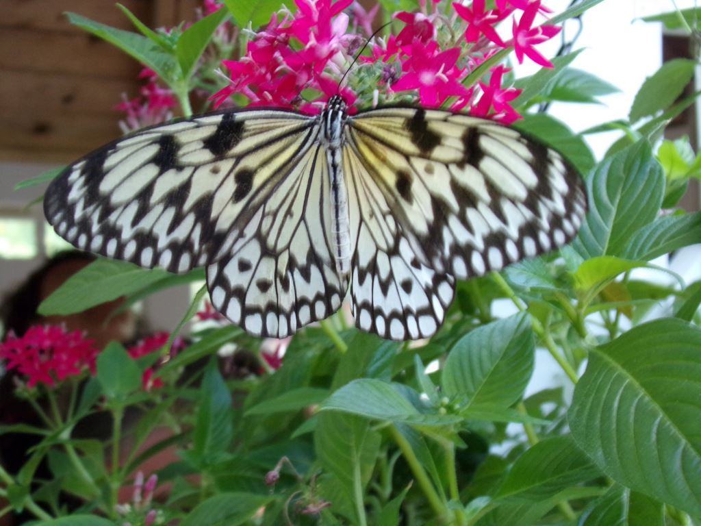 100_1095.JPG