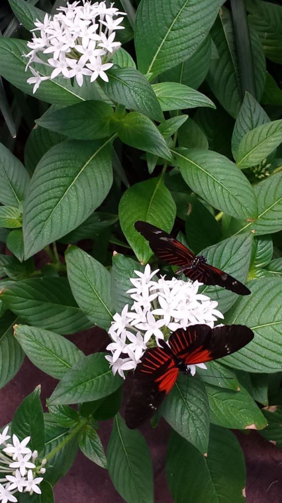 20160525_124036.jpg